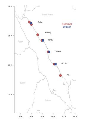 Drivers of the Low Metabolic Rates of Seagrass Meadows in the Red Sea